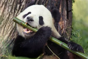 Top 10 Cutest Animals on Earth That Will Melt Your Heart - image 1