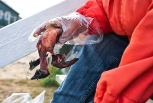 Kiviak: The Extreme Fermented Delicacy of Greenland's Inuit Culture - image 6