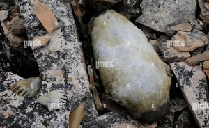 Kiviak: The Extreme Fermented Delicacy of Greenland's Inuit Culture - image 5