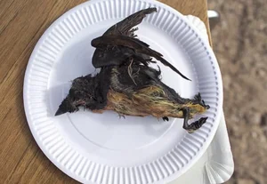 Kiviak: The Extreme Fermented Delicacy of Greenland's Inuit Culture - image 2