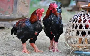 The Rise of Vietnam's Dong Tao Chickens: Why These 'Dragon Chickens' Cost a Fortune - image 1