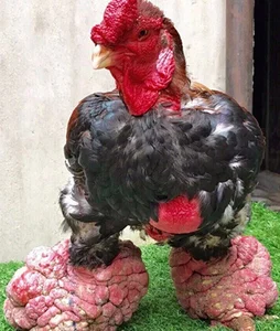 The Rise of Vietnam's Dong Tao Chickens: Why These 'Dragon Chickens' Cost a Fortune - image 10