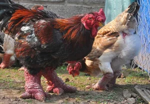 The Rise of Vietnam's Dong Tao Chickens: Why These 'Dragon Chickens' Cost a Fortune - image 9