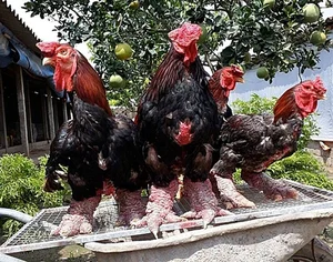 The Rise of Vietnam's Dong Tao Chickens: Why These 'Dragon Chickens' Cost a Fortune - image 8