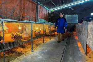 The Rise of Vietnam's Dong Tao Chickens: Why These 'Dragon Chickens' Cost a Fortune - image 5