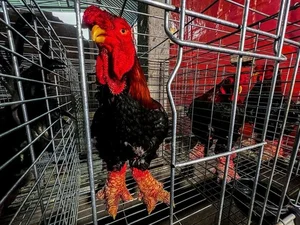 The Rise of Vietnam's Dong Tao Chickens: Why These 'Dragon Chickens' Cost a Fortune - image 6
