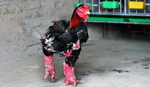 The Rise of Vietnam's Dong Tao Chickens: Why These 'Dragon Chickens' Cost a Fortune - image 4