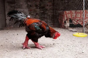 The Rise of Vietnam's Dong Tao Chickens: Why These 'Dragon Chickens' Cost a Fortune - image 0