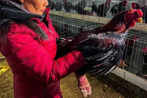 The Rise of Vietnam's Dong Tao Chickens: Why These 'Dragon Chickens' Cost a Fortune - image 11