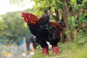 The Rise of Vietnam's Dong Tao Chickens: Why These 'Dragon Chickens' Cost a Fortune - image 3