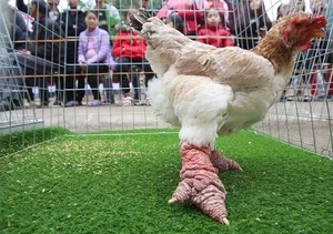 The Rise of Vietnam's Dong Tao Chickens: Why These 'Dragon Chickens' Cost a Fortune - image 7