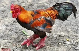 The Rise of Vietnam's Dong Tao Chickens: Why These 'Dragon Chickens' Cost a Fortune - image 2