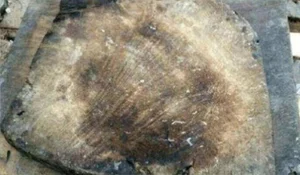 Rare Antique Cutting Board Appraisal Changes Young Man's Life Forever - image 3