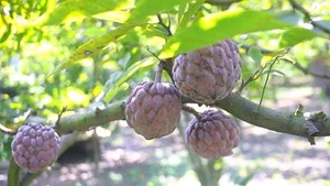 The Rare Purple Custard Apple: Discover Why This Exotic Fruit Commands High Prices - image 0