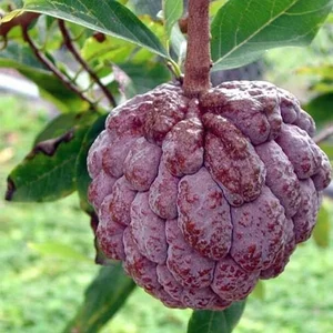 The Rare Purple Custard Apple: Discover Why This Exotic Fruit Commands High Prices - image 2