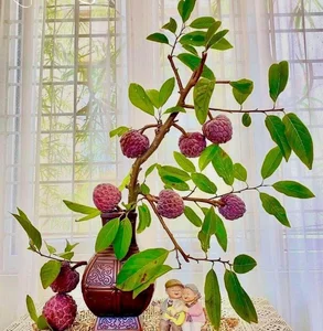 The Rare Purple Custard Apple: Discover Why This Exotic Fruit Commands High Prices - image 3