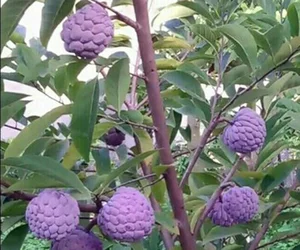 The Rare Purple Custard Apple: Discover Why This Exotic Fruit Commands High Prices - image 10