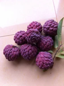 The Rare Purple Custard Apple: Discover Why This Exotic Fruit Commands High Prices - image 7