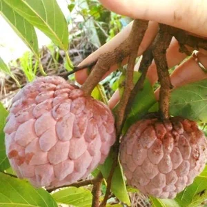 The Rare Purple Custard Apple: Discover Why This Exotic Fruit Commands High Prices - image 6