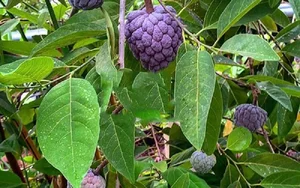 The Rare Purple Custard Apple: Discover Why This Exotic Fruit Commands High Prices - image 4
