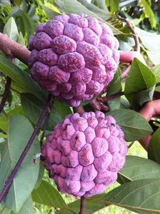 The Rare Purple Custard Apple: Discover Why This Exotic Fruit Commands High Prices - image 5
