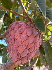 The Rare Purple Custard Apple: Discover Why This Exotic Fruit Commands High Prices - image 8