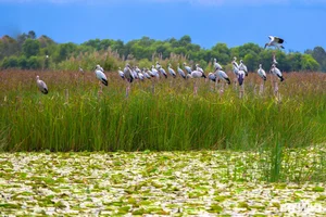 Discover the Untouched Beauty of Bai Say Song Dam in Quang Nam - image 5