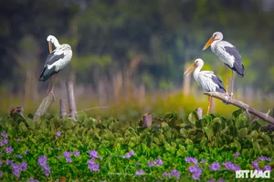 Discover the Untouched Beauty of Bai Say Song Dam in Quang Nam - image 1