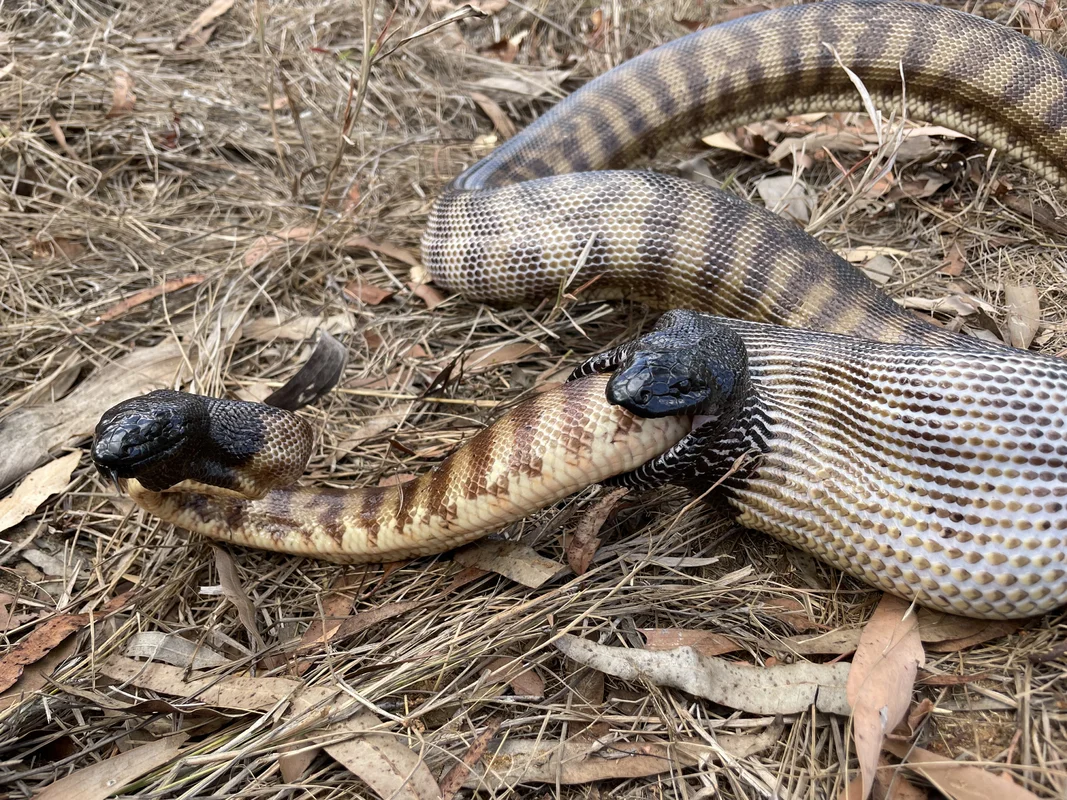 Unprecedented Scientific Discovery: One Snake Recorded Swallowing Two Snakes Simultaneously