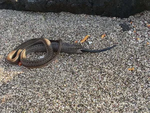 Unprecedented Scientific Discovery: One Snake Recorded Swallowing Two Snakes Simultaneously - image 4