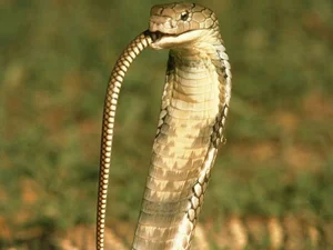 Unprecedented Scientific Discovery: One Snake Recorded Swallowing Two Snakes Simultaneously - image 5