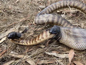 Unprecedented Scientific Discovery: One Snake Recorded Swallowing Two Snakes Simultaneously - image 0