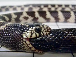 Unprecedented Scientific Discovery: One Snake Recorded Swallowing Two Snakes Simultaneously - image 7