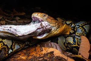 Unprecedented Scientific Discovery: One Snake Recorded Swallowing Two Snakes Simultaneously - image 3
