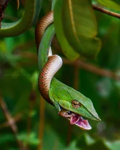 Unprecedented Scientific Discovery: One Snake Recorded Swallowing Two Snakes Simultaneously - image 1