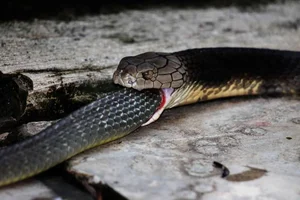 Unprecedented Scientific Discovery: One Snake Recorded Swallowing Two Snakes Simultaneously - image 2