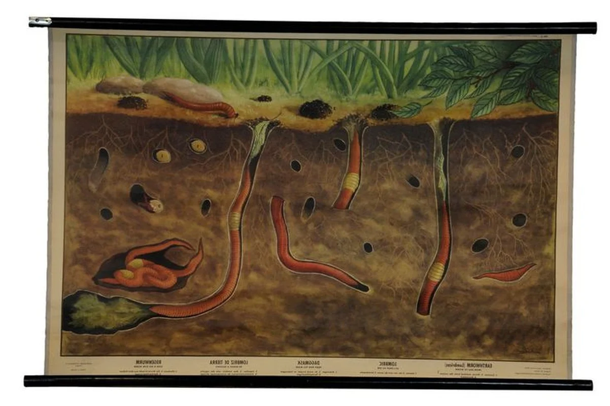 Giant Gippsland Earthworm: The Three-Meter Wonder Making Strange Sounds