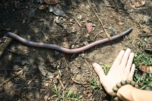 Giant Gippsland Earthworm: The Three-Meter Wonder Making Strange Sounds - image 8