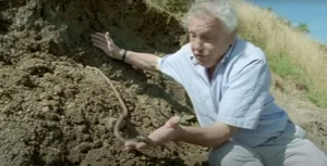 Giant Gippsland Earthworm: The Three-Meter Wonder Making Strange Sounds - image 9