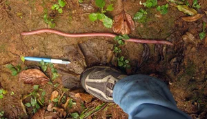 Giant Gippsland Earthworm: The Three-Meter Wonder Making Strange Sounds - image 3