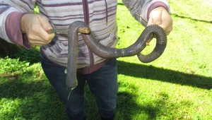 Giant Gippsland Earthworm: The Three-Meter Wonder Making Strange Sounds - image 4