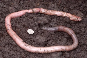 Giant Gippsland Earthworm: The Three-Meter Wonder Making Strange Sounds - image 1