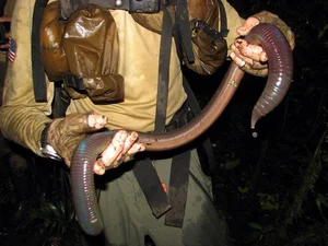 Giant Gippsland Earthworm: The Three-Meter Wonder Making Strange Sounds - image 5