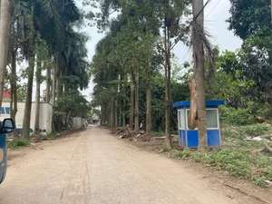 Exploring the Abandoned 15-Hectare Ecological Zone in the Heart of Hanoi - image 5