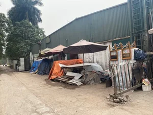 Exploring the Abandoned 15-Hectare Ecological Zone in the Heart of Hanoi - image 8