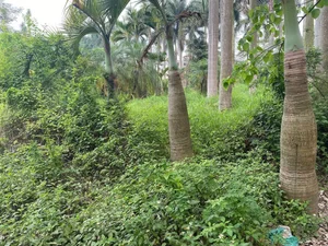Exploring the Abandoned 15-Hectare Ecological Zone in the Heart of Hanoi - image 16