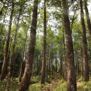 The World's Most Expensive Wood: Kynam Worth $100,000 Per Kilogram - image 11