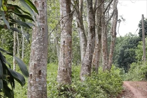 The World's Most Expensive Wood: Kynam Worth $100,000 Per Kilogram - image 9