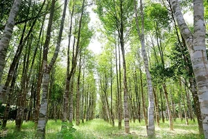 The World's Most Expensive Wood: Kynam Worth $100,000 Per Kilogram - image 8