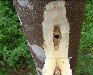 The World's Most Expensive Wood: Kynam Worth $100,000 Per Kilogram - image 4